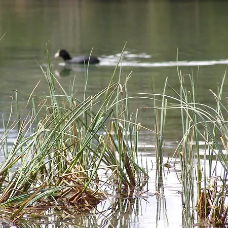 براباندر ألم * ببيرفيير