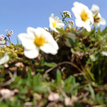 דירה Brabander Alm