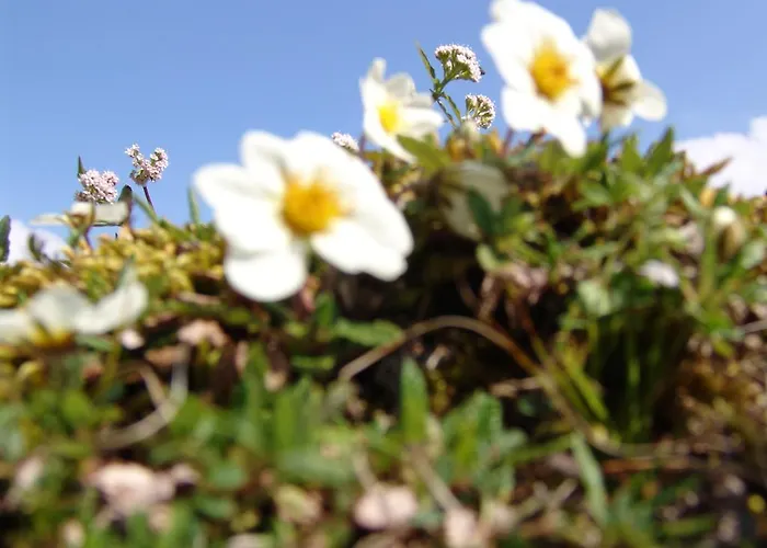 Lejlighed Brabander Alm